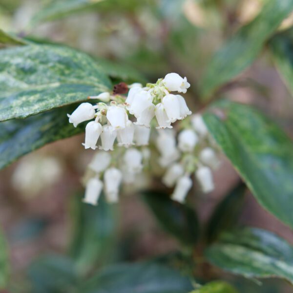 PAISLEY PUP™ Leucothoe - Shrubs