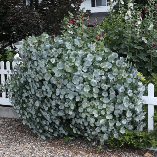 KINTZLEY'S GHOST® Lonicera - Shrubs