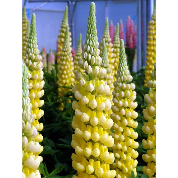 WESTCOUNTRY™ 'Desert Sun' Lupinus - Perennials