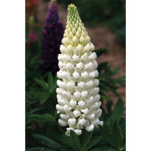 WESTCOUNTRY™ 'Polar Princess' Lupinus - Perennials