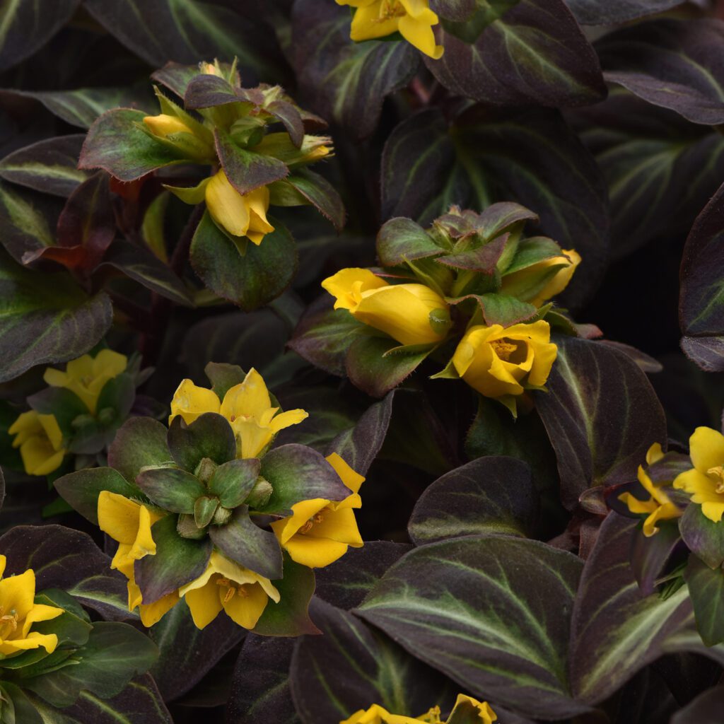 Lysimachia 'Night Light' - Perennials