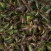 Lysimachia 'Night Light' - Perennials