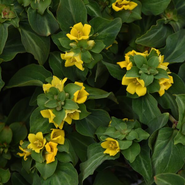 Lysimachia 'Night Light' - Perennials