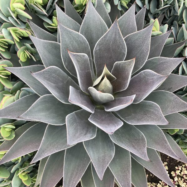 ART & SOL™ 'Lavender Lady' Mangave - Annuals