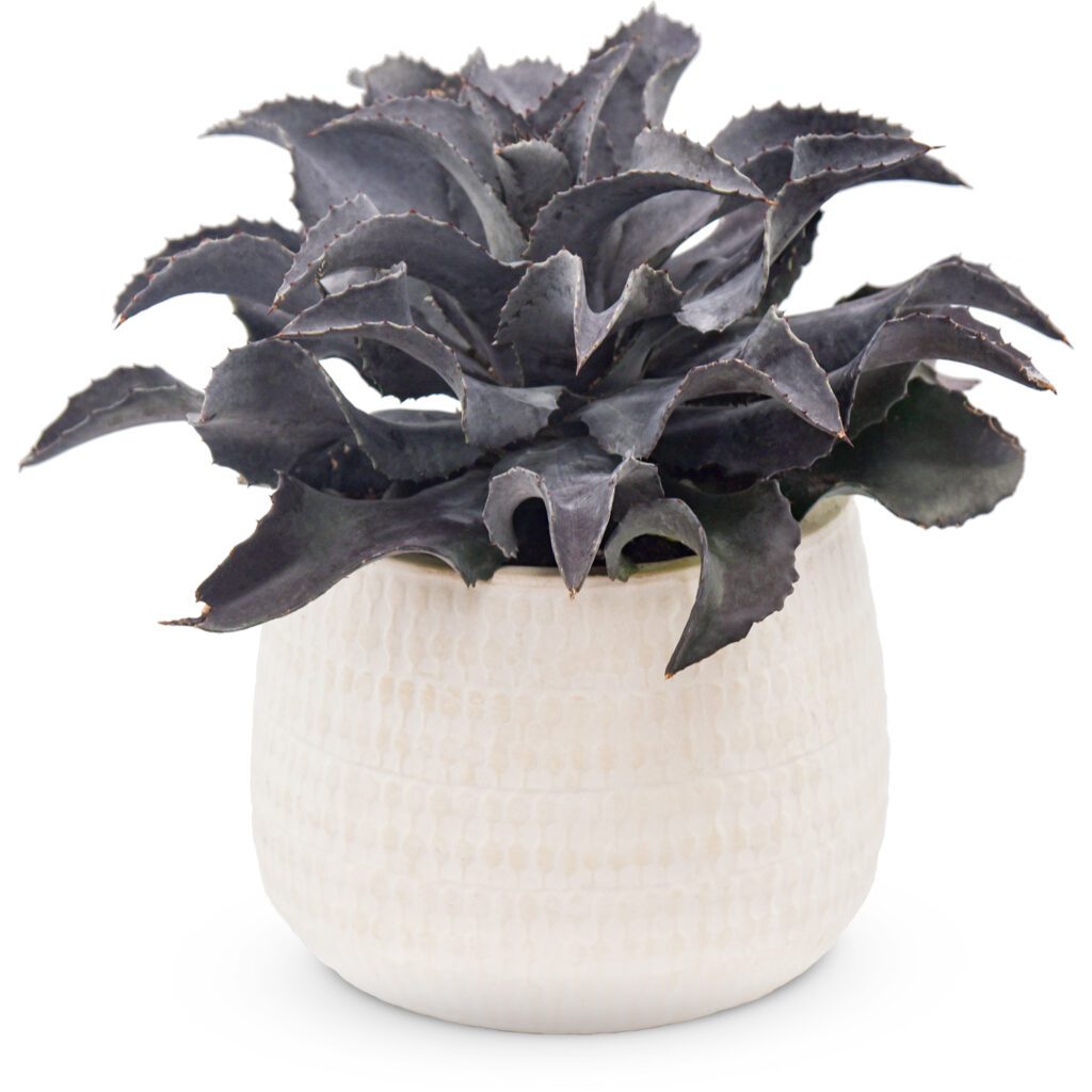 ART & SOL™ 'Night Owl' Mangave - Annuals
