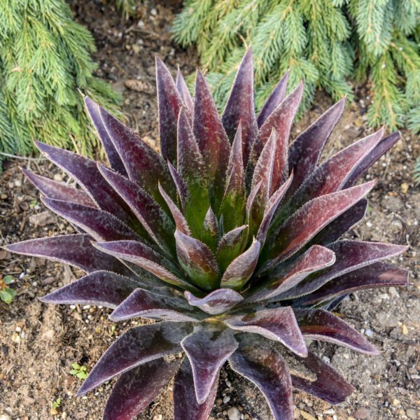 ART & SOL™ 'Thunderbird' Mangave - Annuals