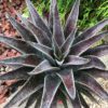 ART & SOL™ 'Thunderbird' Mangave - Annuals