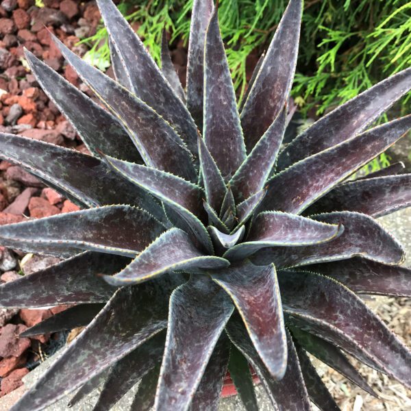 ART & SOL™ 'Thunderbird' Mangave - Annuals