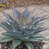 ART & SOL™ 'Tooth Fairy' Mangave - Annuals