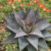 ART & SOL™ 'Tooth Fairy' Mangave - Annuals