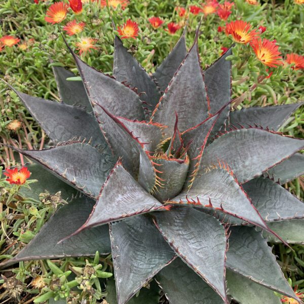 ART & SOL™ 'Tooth Fairy' Mangave - Annuals