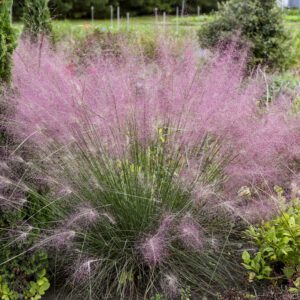 UNDAUNTED® Muhlenbergia - Perennials