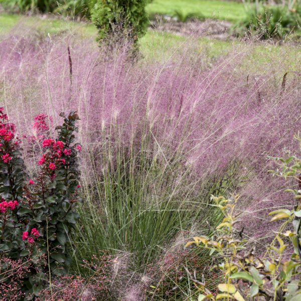 UNDAUNTED® Muhlenbergia - Perennials