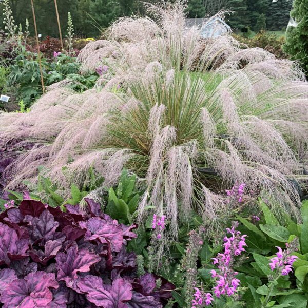 UNDAUNTED® Muhlenbergia - Perennials