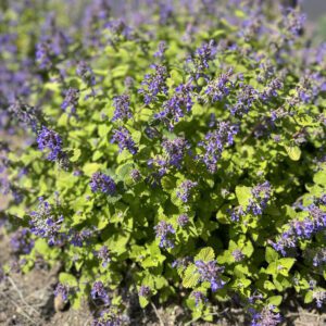 Nepeta 'Chartreuse on the Loose'  - Perennials