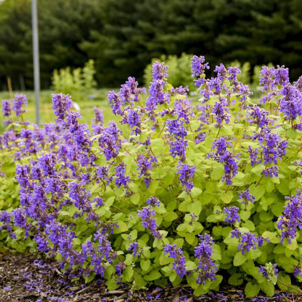 Nepeta 'Chartreuse on the Loose'  - Perennials