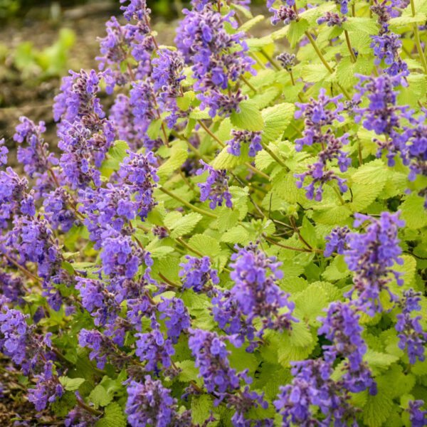 Nepeta 'Chartreuse on the Loose'  - Perennials