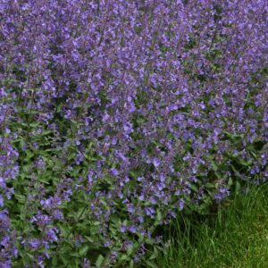 JUNIOR WALKER™ Nepeta - Perennials