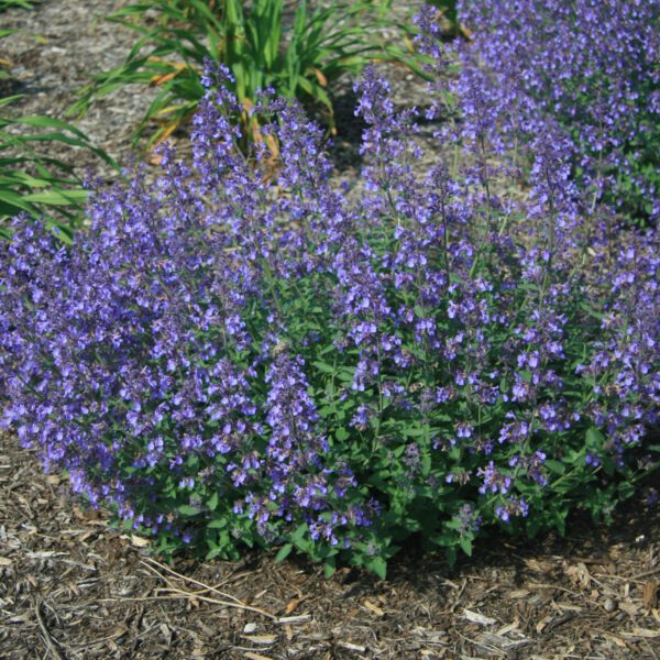 JUNIOR WALKER™ Nepeta - Perennials