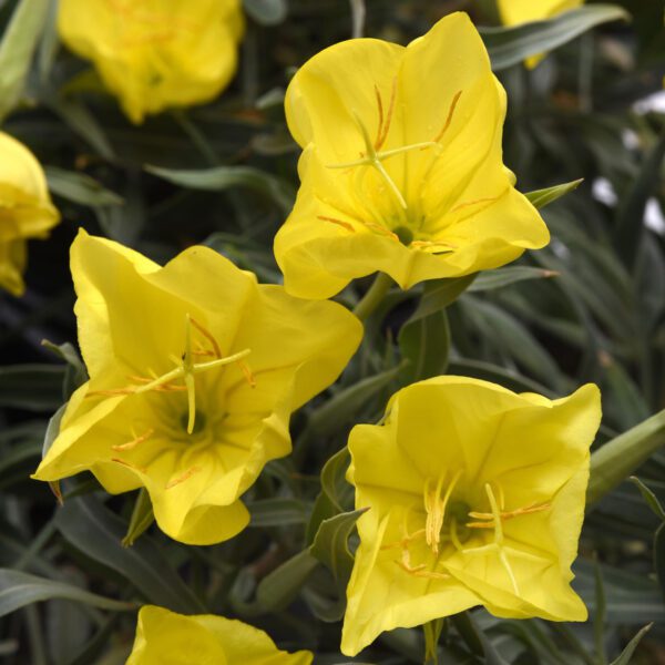 Oenothera 'Evening Sun' - Perennials