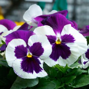 Pansy 'Majestic Giants Blue White Blotch' - Annuals