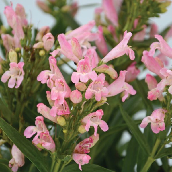 ROCK CANDY® Light Pink Penstemon - Perennials