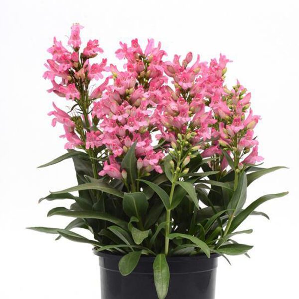 ROCK CANDY® Light Pink Penstemon - Perennials