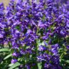 ROCK CANDY® Purple Penstemon - Perennials