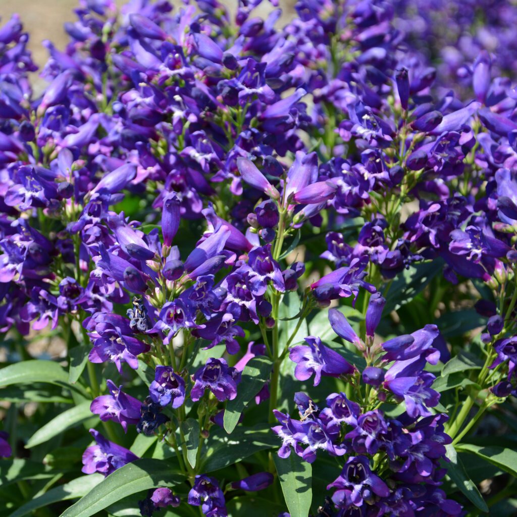 ROCK CANDY® Purple Penstemon - Perennials