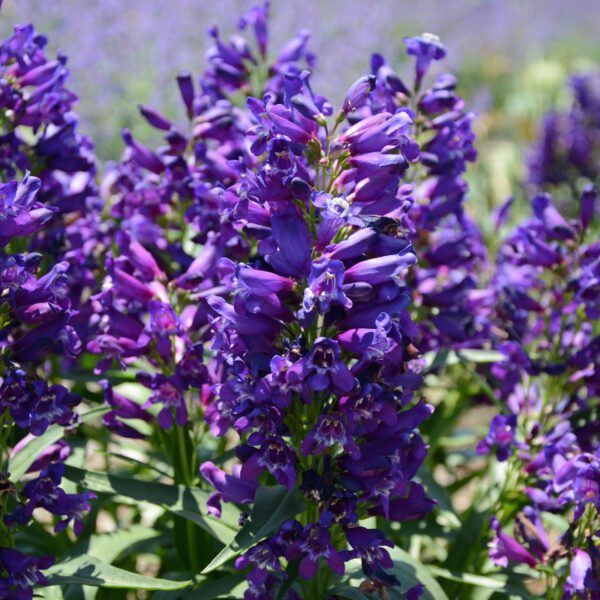 ROCK CANDY® Purple Penstemon - Perennials