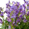 ROCK CANDY® Purple Penstemon - Perennials