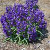ROCK CANDY® Purple Penstemon - Perennials