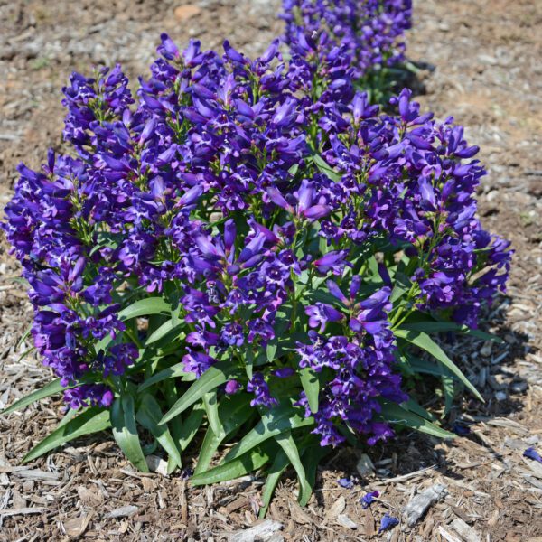 ROCK CANDY® Purple Penstemon - Perennials