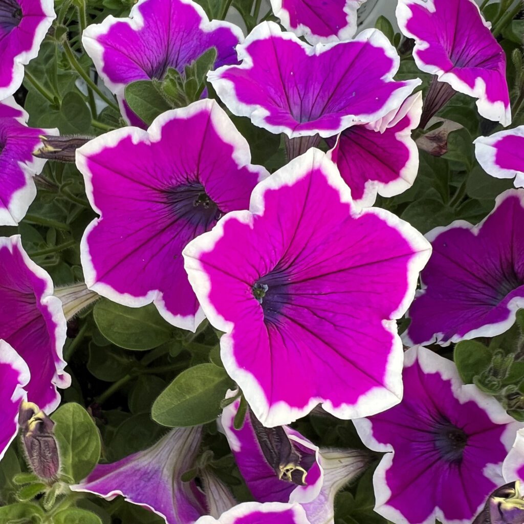 SUPERTUNIA® Hoopla™ Vivid Orchid™ Petunia - Annuals