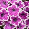 SUPERTUNIA® Hoopla™ Vivid Orchid™ Petunia - Annuals