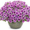 SUPERTUNIA® Hoopla™ Vivid Orchid™ Petunia - Annuals