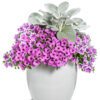 SUPERTUNIA® Hoopla™ Vivid Orchid™ Petunia - Annuals