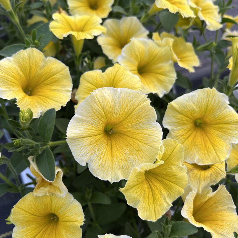 Supertunia® Saffron Finch™ Garden Crossings