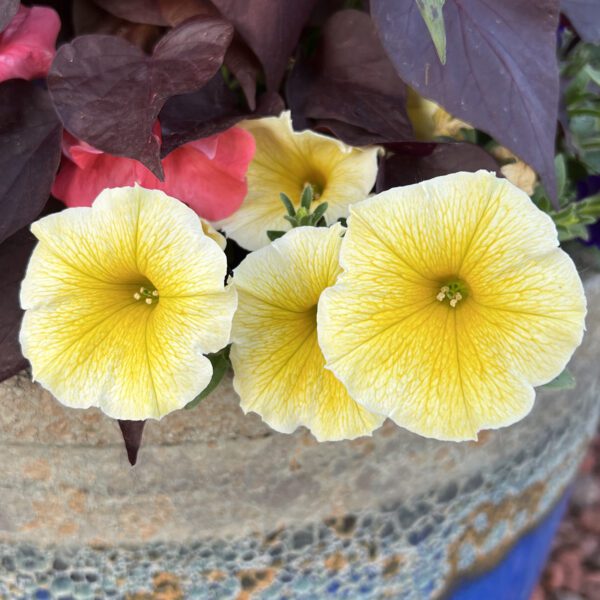 SUPERTUNIA® Saffron Finch™ Petunia - Annuals