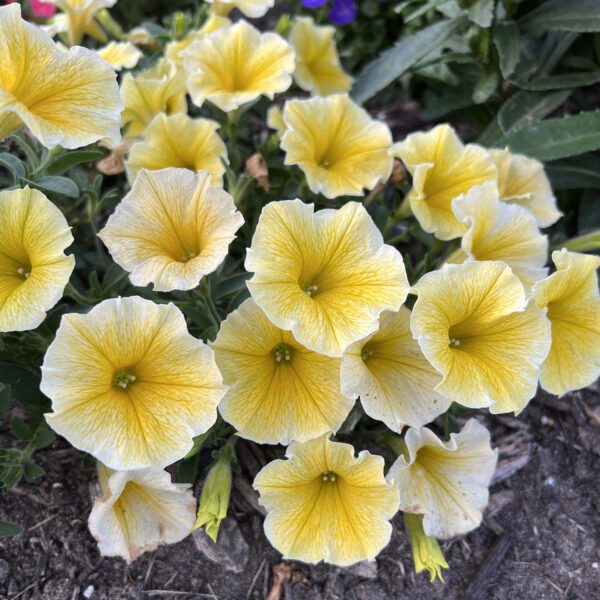 SUPERTUNIA® Saffron Finch™ Petunia - Annuals