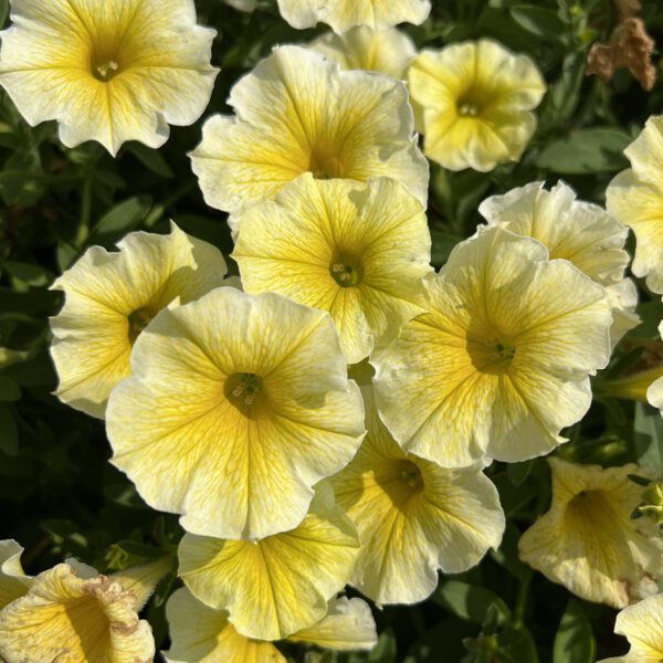 SUPERTUNIA® Saffron Finch™ Petunia - Annuals