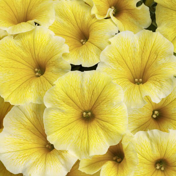 SUPERTUNIA® Saffron Finch™ Petunia - Annuals