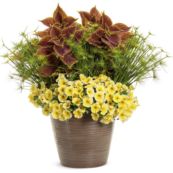 SUPERTUNIA® Saffron Finch™ Petunia - Annuals