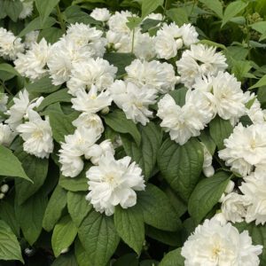 ILLUMINATI SPICE™ Philadelphus - Shrubs