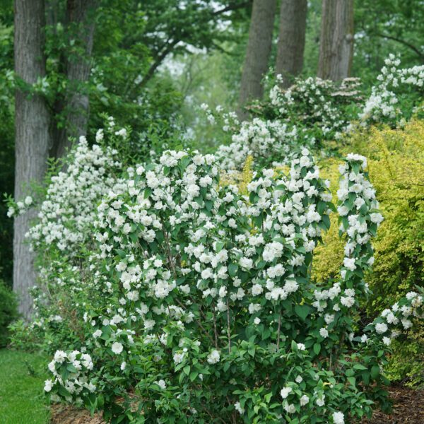 ILLUMINATI SPICE™ Philadelphus - Shrubs