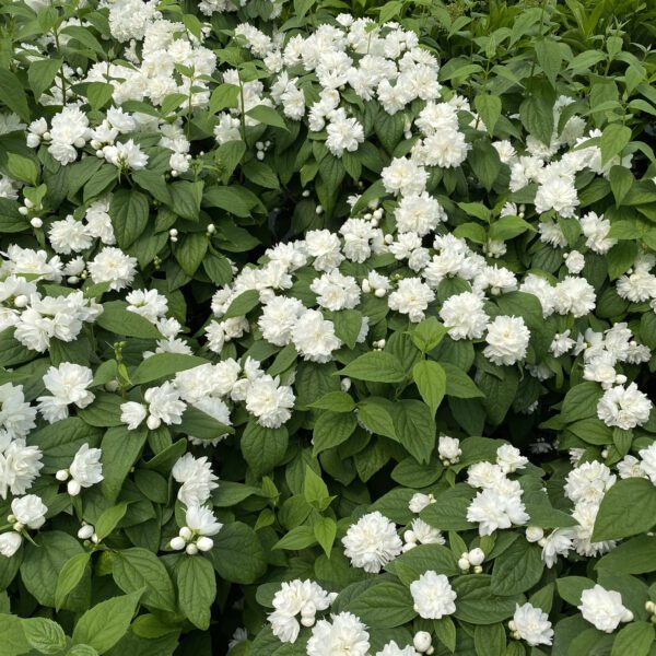 ILLUMINATI SPICE™ Philadelphus - Shrubs