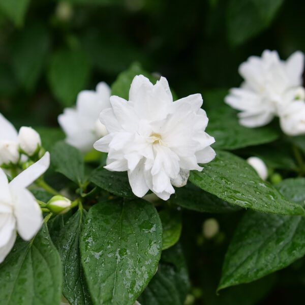 ILLUMINATI SPICE™ Philadelphus - Shrubs