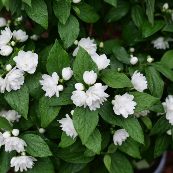 ILLUMINATI SPICE™ Philadelphus - Shrubs