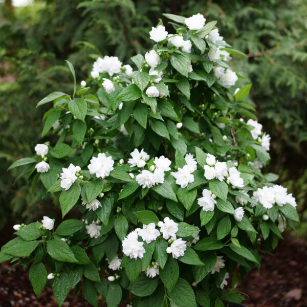 ILLUMINATI SPICE™ Philadelphus - Shrubs