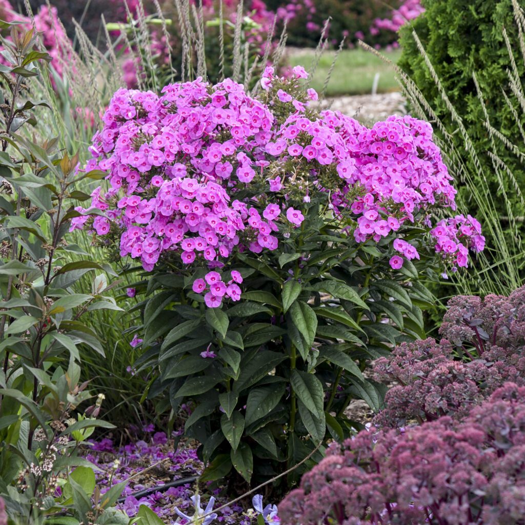 LUMINARY™ 'Prismatic Pink' Phlox - Perennials